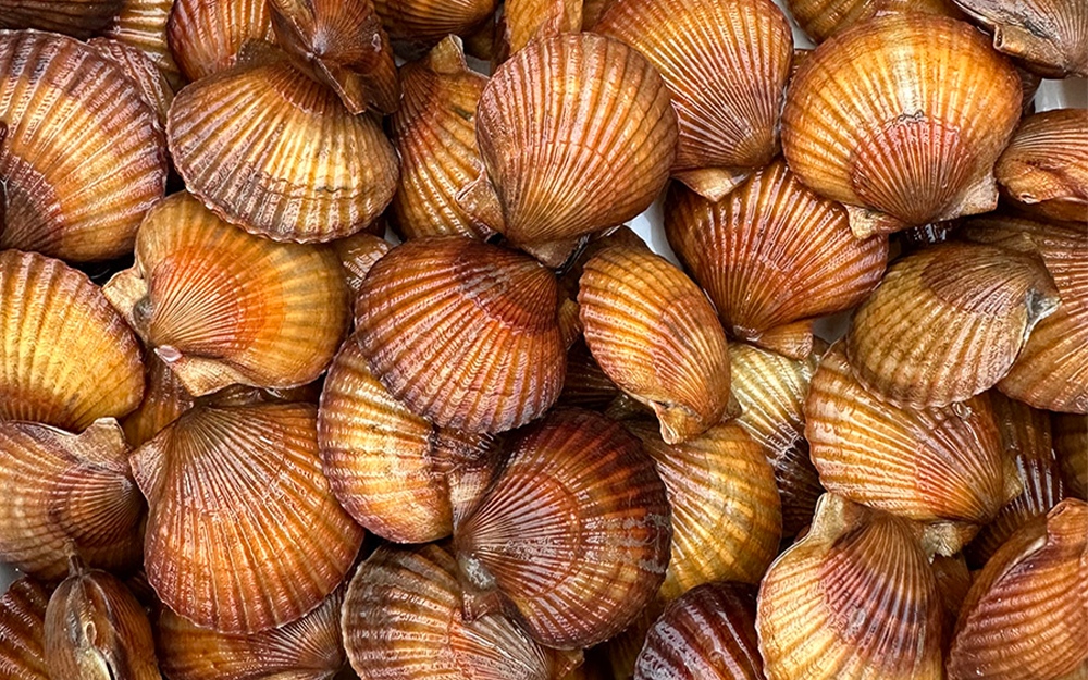Scallops bred at VIMS' ESL for their unique orange color. Photo by Reba Turner Smith.