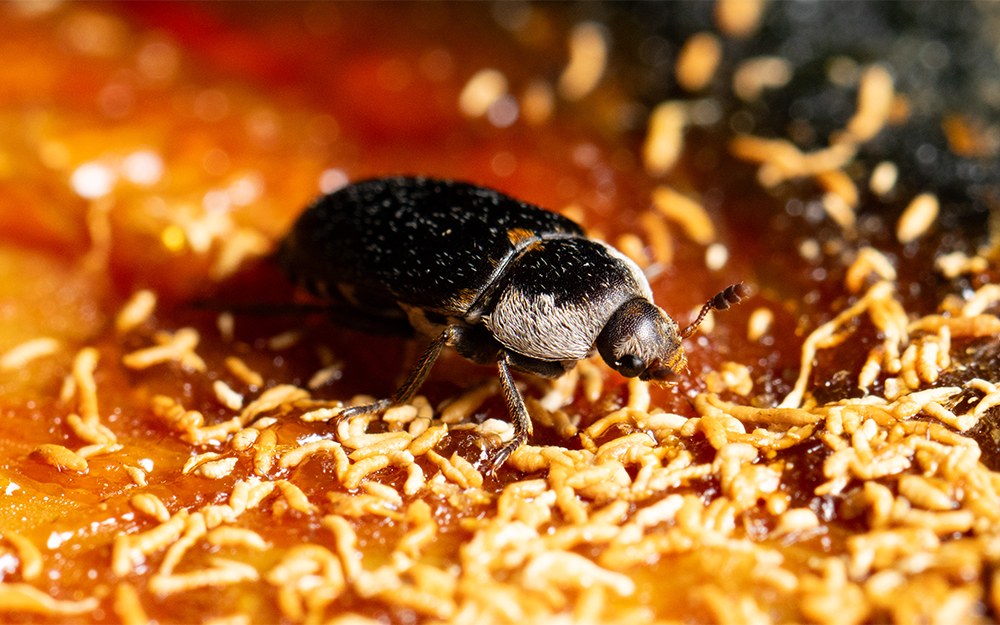 One of the carpet beetles used to clean fish specimens. Photo by Miguel Montalvo.
