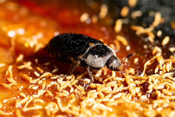 A carpet beetle.