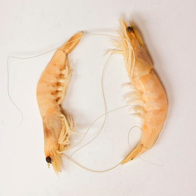 White Shrimp
