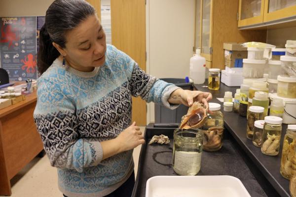 VIMS Invertebrate Collections Manager Jennifer Dreyer pulls a rapa whelk specimen out of its container.