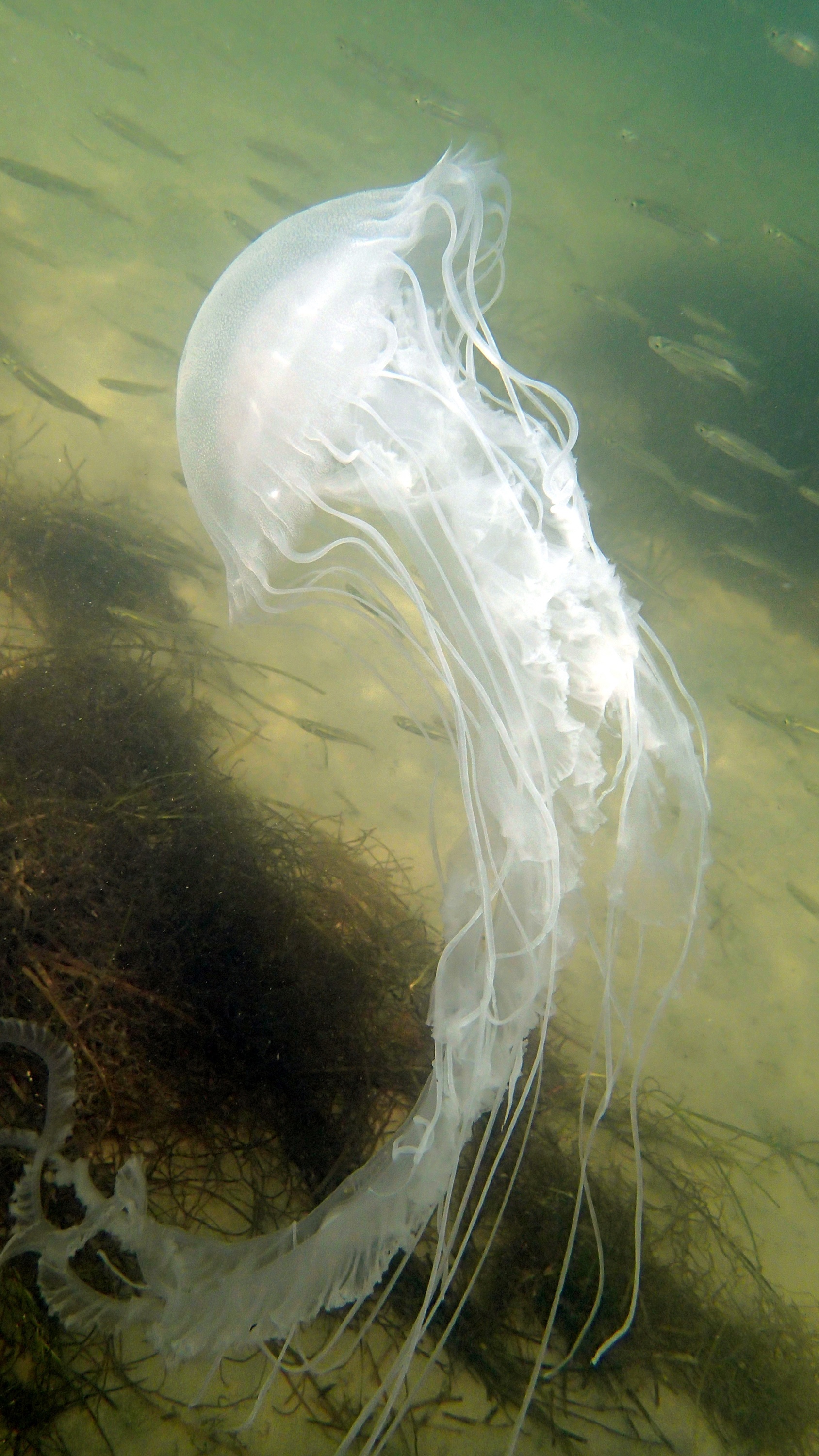 A sea nettle (Chrysaora quinquecirrha), photo by Jon Lefcheck.