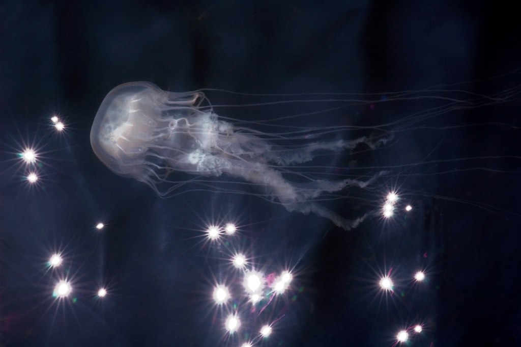 Sea nettle jellyfish (Chrysaora quinquecirrha) photographed in the York River, winner of the VIMS photography contest