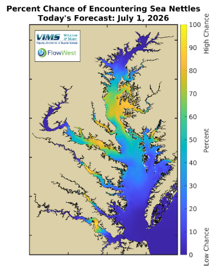 Sea Nettles Forecast
