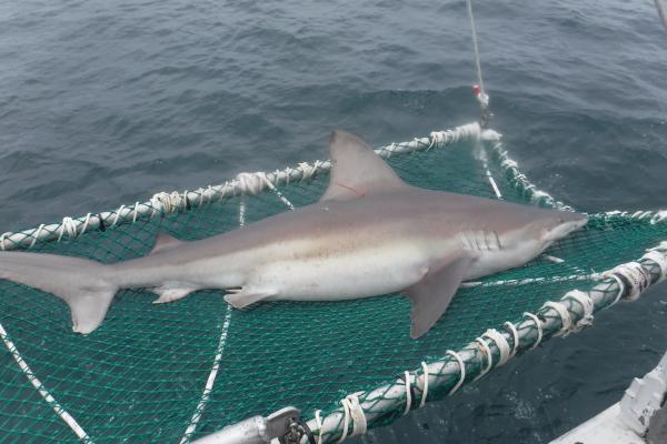 Sandbar shark