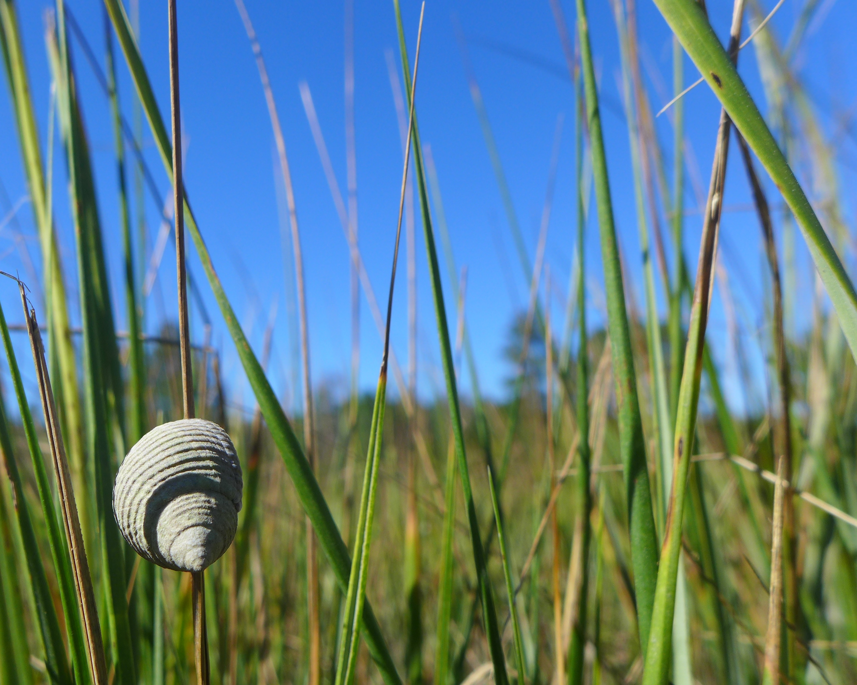 Periwinkle, littoraria irrorata. Credit: D. Johnson