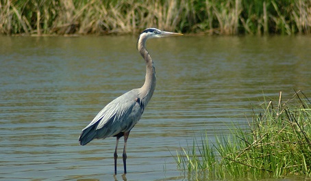 Great blue heron standing in shallow water near marsh grasses.