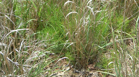 Dense clumps of grasses and vegetation growing close together in a natural area.