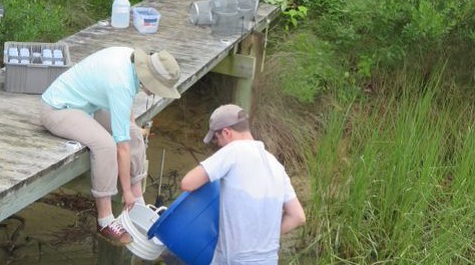 Two people transferring water samples from a dock into containers along a marsh edge.