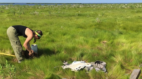 Person bending in a grassy marsh placing a container on the ground near field gear.