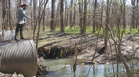 Person standing on a large culvert pipe near a wooded stream, inspecting the bank and water below.