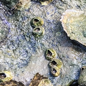 Barnacles