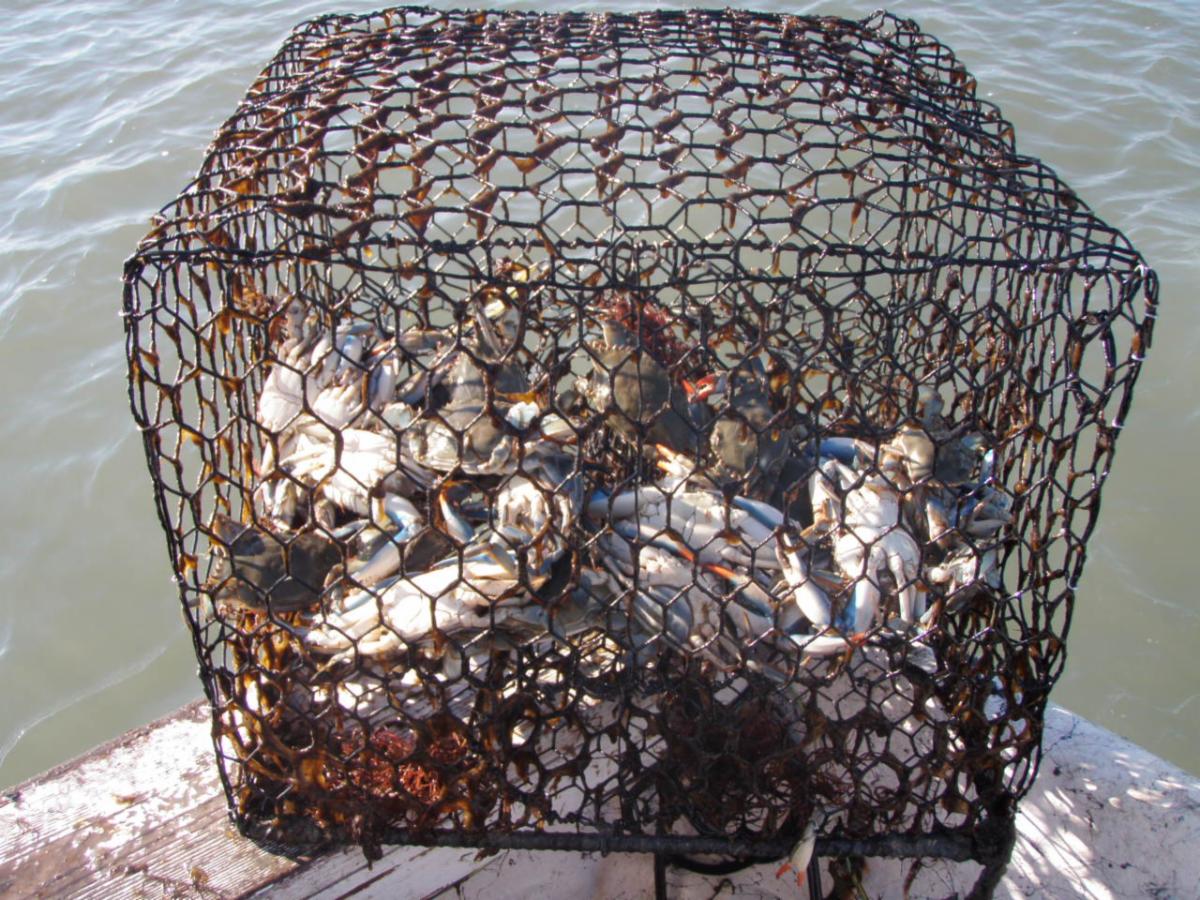 Lost crab pot that unintentionally continued to 'fish'