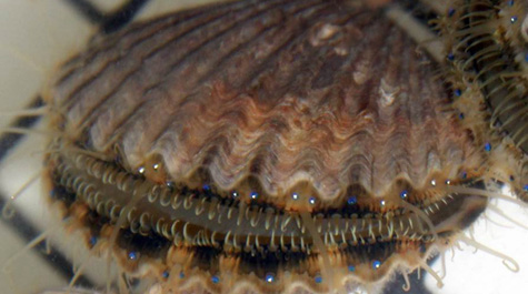 Bay scallop