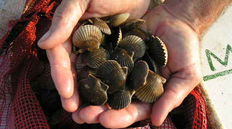 A handful of bay scallops