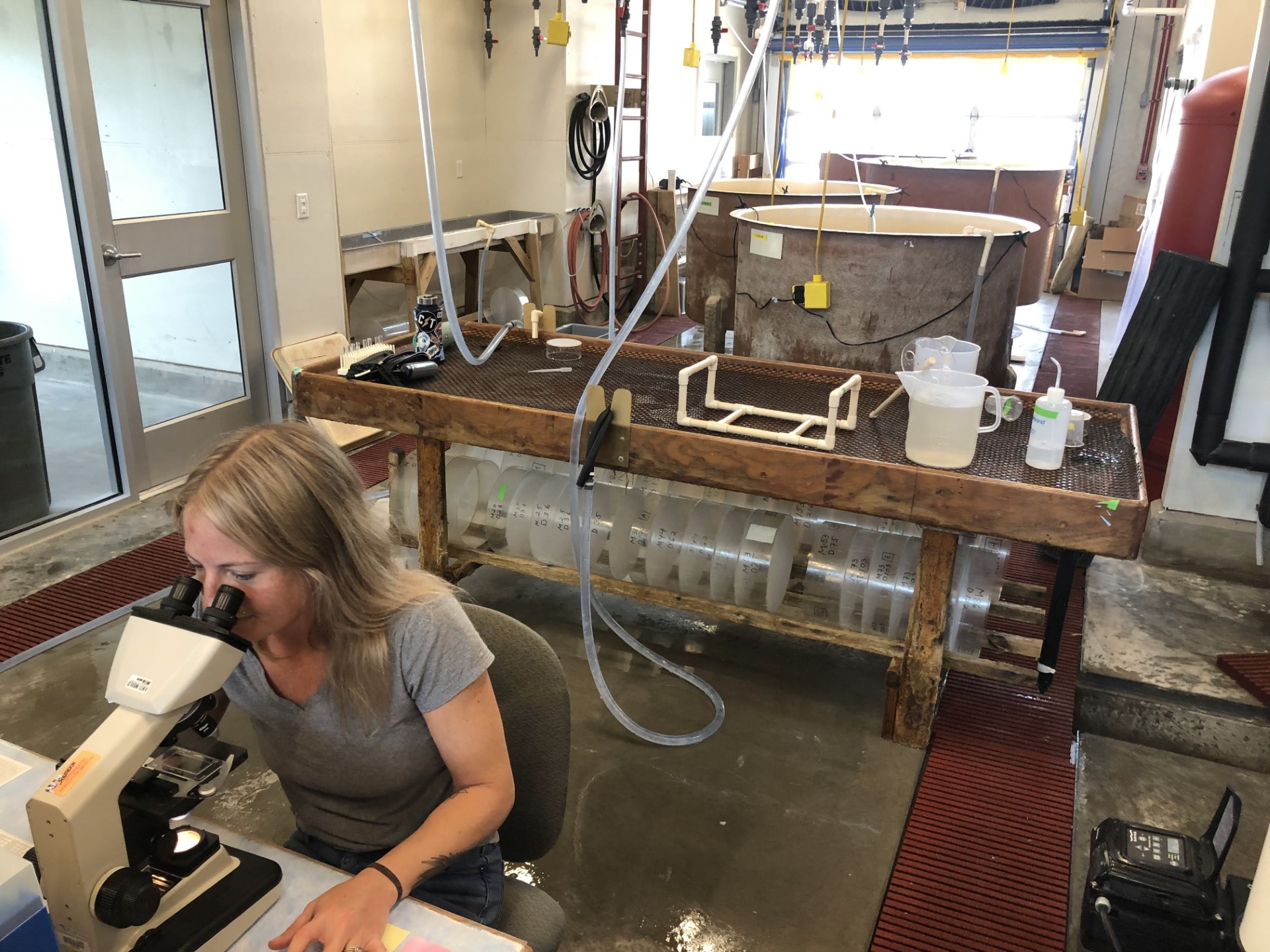 Reba Turner Smith looking at bay scallops under the microscope 