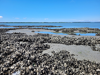 Oyster reef out of Wachapreague