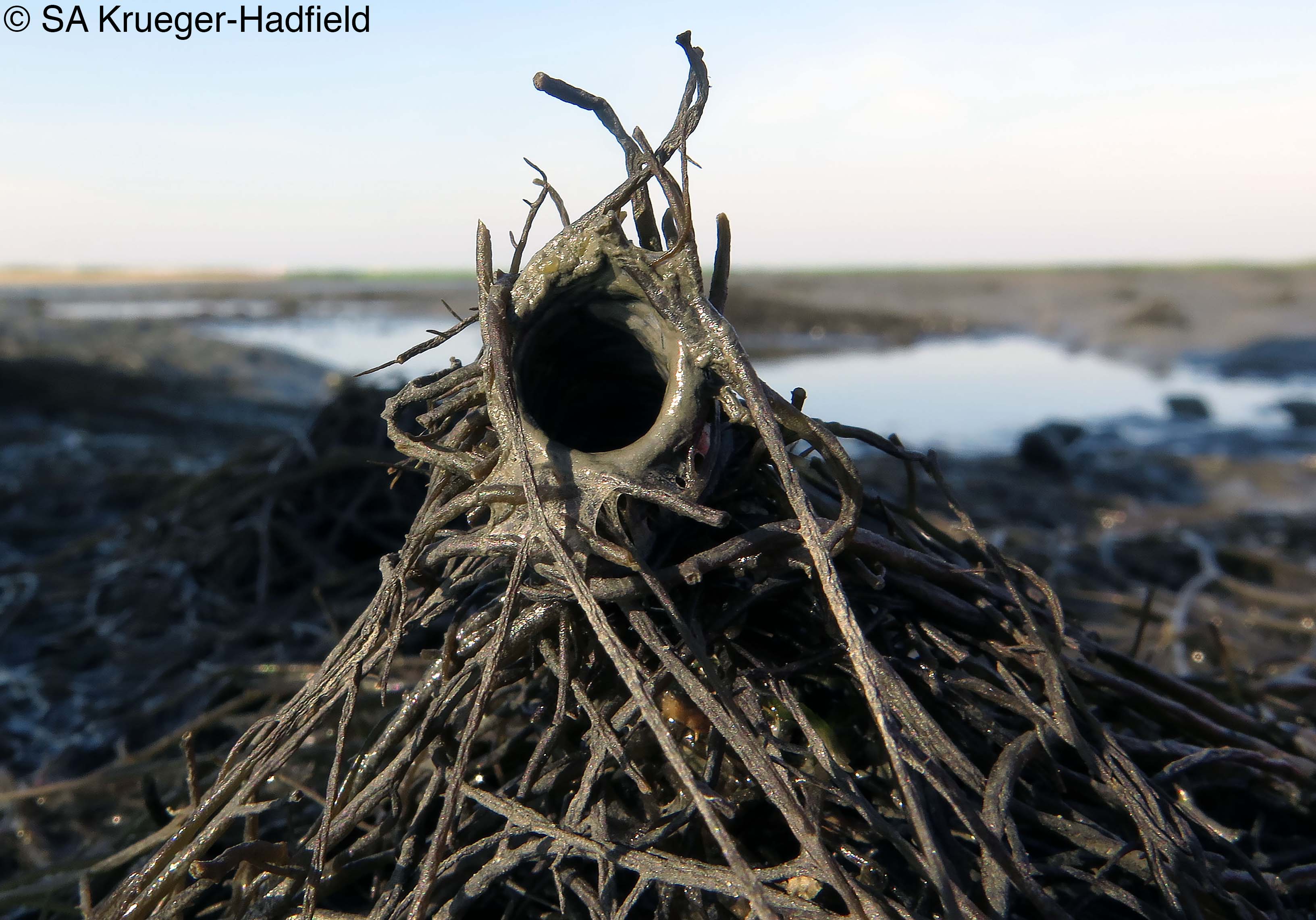 Diopatra worm casing on a Wachapreague mudflat 