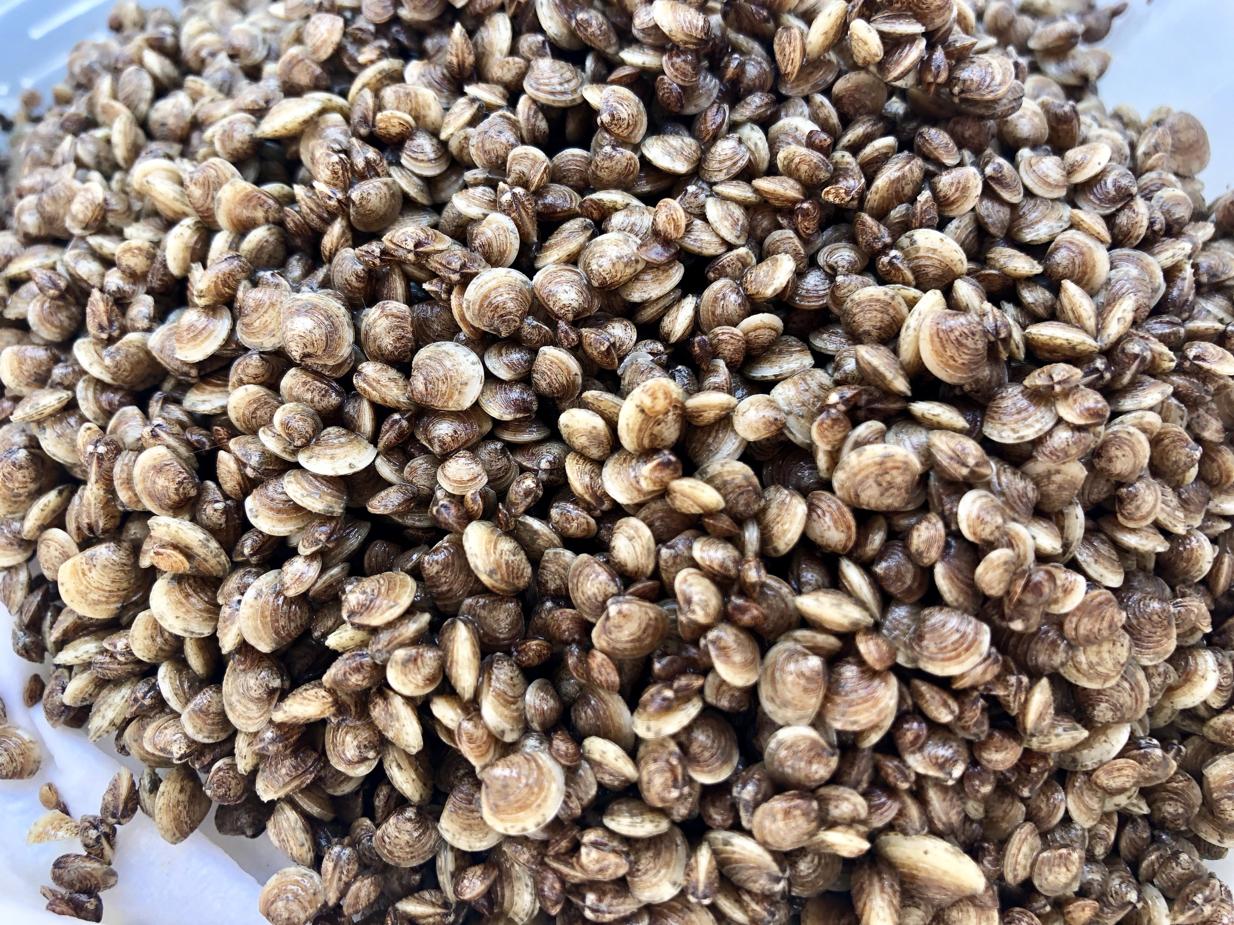 Hard Clam Seed