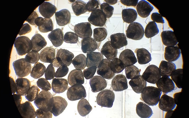Juvenile hard clams in their larval stage
