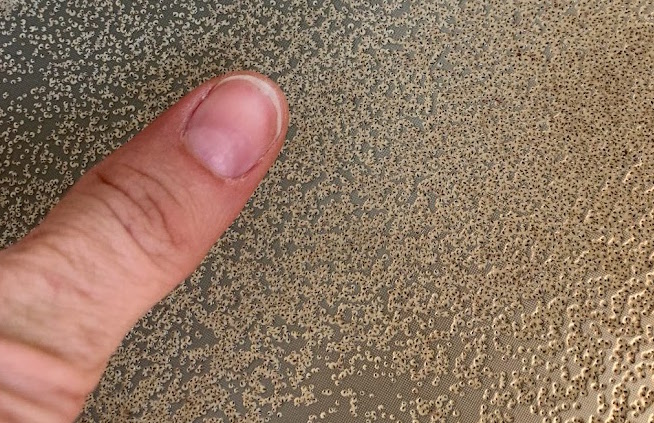 Juvenile hard clams