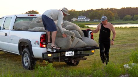 Healthy Seagrass Bed