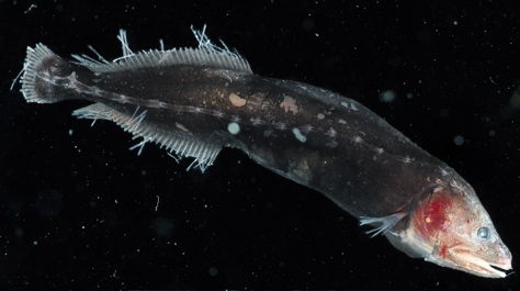 Two post-larval whalefishes