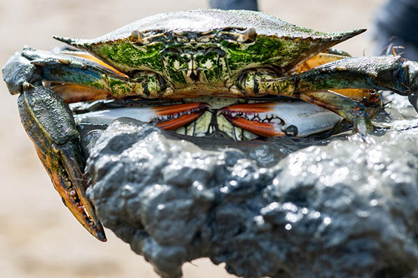 Mating blue crabs