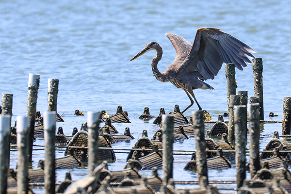 heron-research-farm-thumbnail