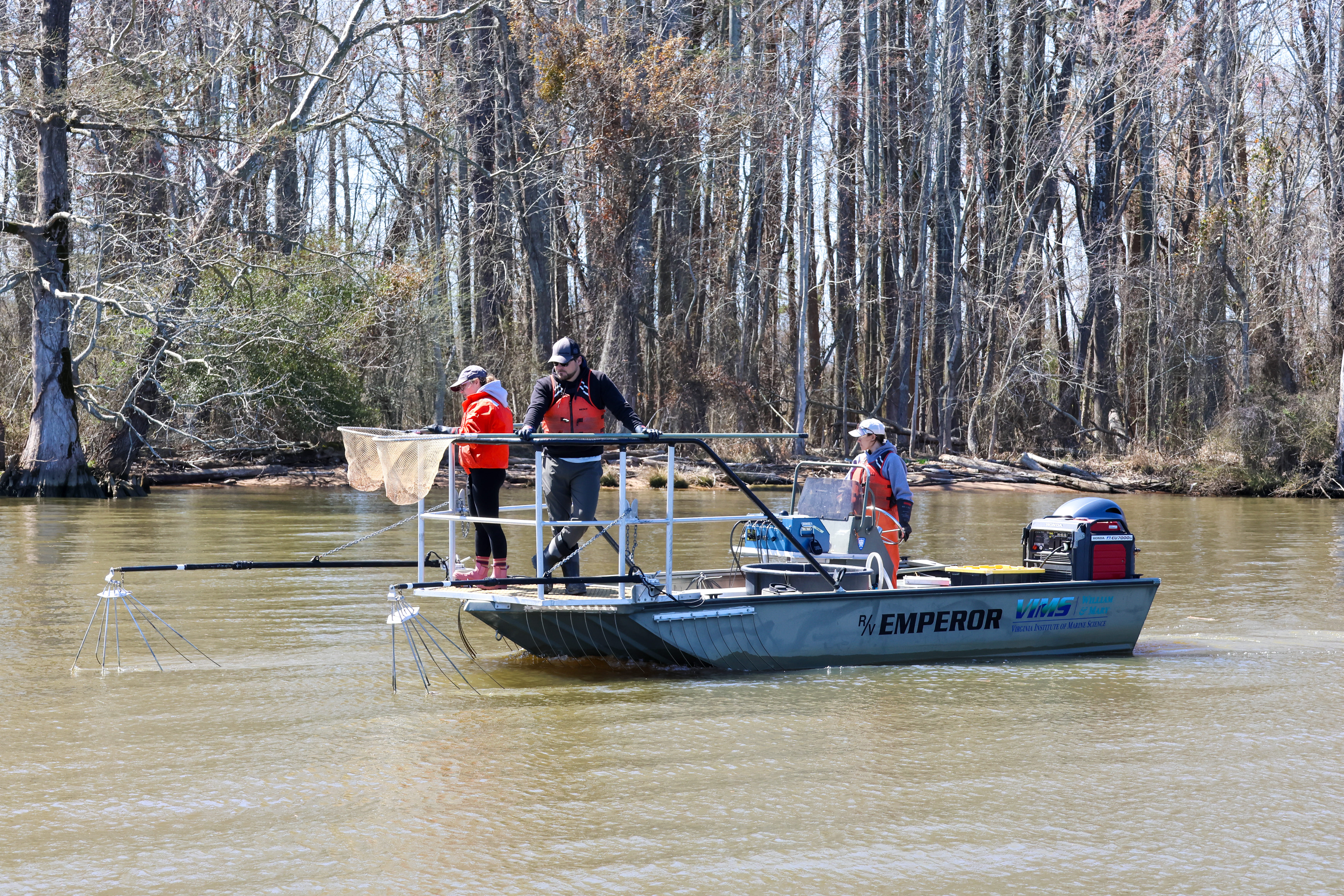 Multispecies Research Group utilize an electrofishing system to temporarily shock spawning striped bass in order to tag and collect data. Photo by John Wallace.