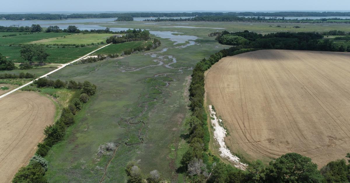 Aerial view of a tidal marsh winding between two farm fields on Maryland's Eastern Shore, with a white salt patch visible on the right-hand field and a line of trees marking a levee between the marsh and farmland.