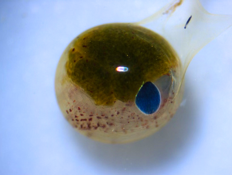A lobster embryo developing inside of its egg coat at 60x magnification. Visible is the eye placode, egg yolk, early pigmentation and limb buds. Photo by Abigail Sisti. 