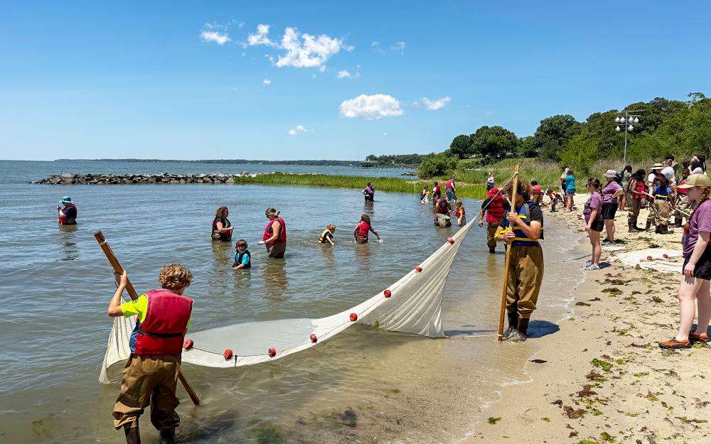Seining in the York River is one of the most popular activities at Marine Science Day. Photo by Ethan Smith.
