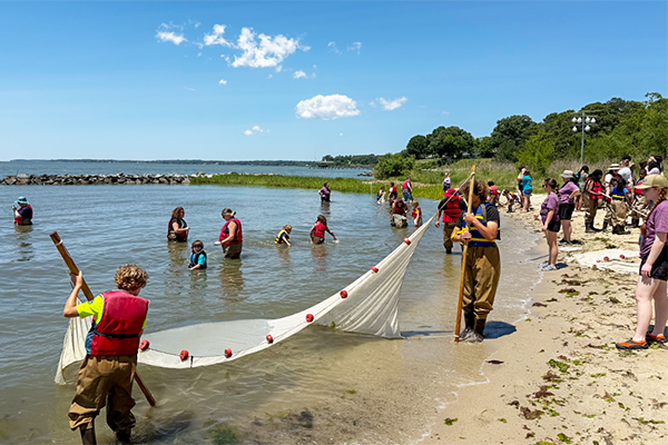 Seining in the York River during Marine Science Day.