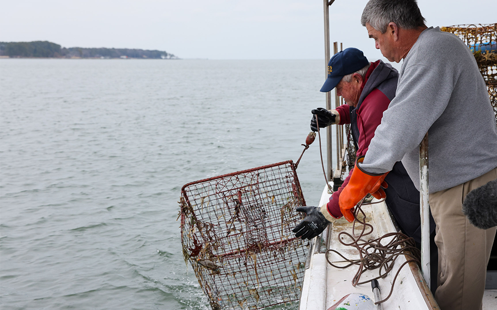 Ralph Bonniville (front) and E.C. Hogg (back) pulling up a derelict crab pot. Photo credit: John Wallace.