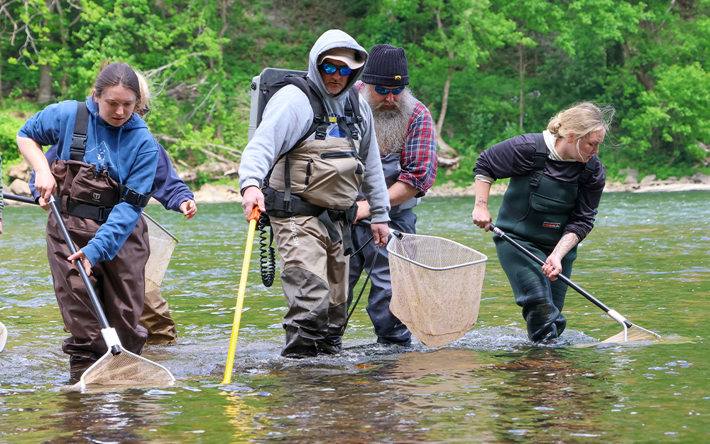 Specimens are collected via electrofishing, dipnets and seine nets. Photo by John Wallace.