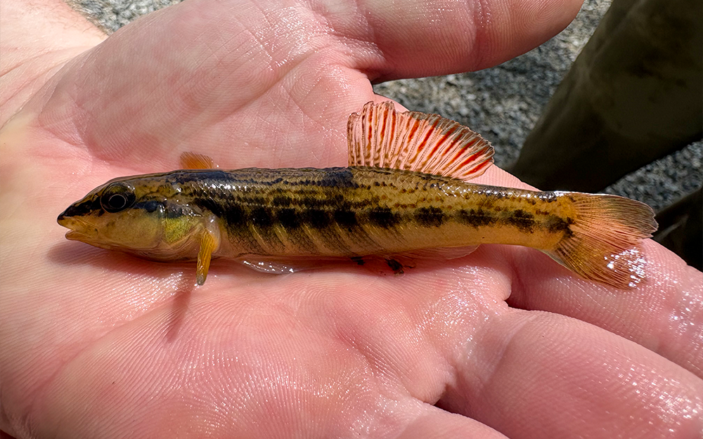 An ashy darter that was quickly returned to the water. Photo by Eric Hilton.