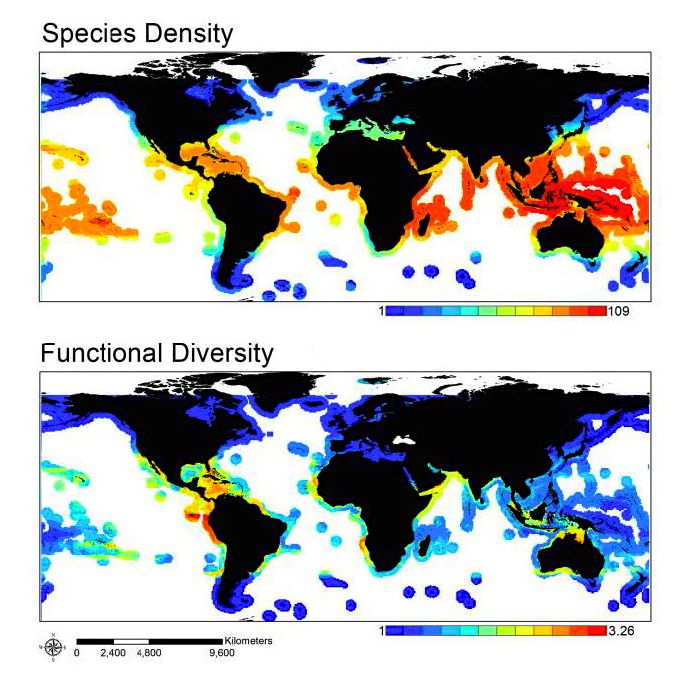 Species density (a relative measure of species richness) decreases poleward. Functional diversity is highest in the Tropical Eastern Pacific and at dispersed hotspots at a range of latitudes. Colour classifications differ between maps due to different ranges and distributions of diversity values. Minimum and maximum observed values are provided in the key for each plot as effective numbers per 500 square meters.