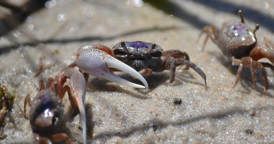 Three sand fiddler crabs on wet sand in sunlight, with the central male displaying its oversized pale claw extended forward, its carapace showing a purple sheen.