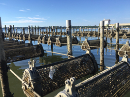 Oyster longline.  Baskets are filled with oysters and suspended on two fixed lines in the water.  During the tidal cycle, oysters will be alternatively submerged in water, or exposed to air.