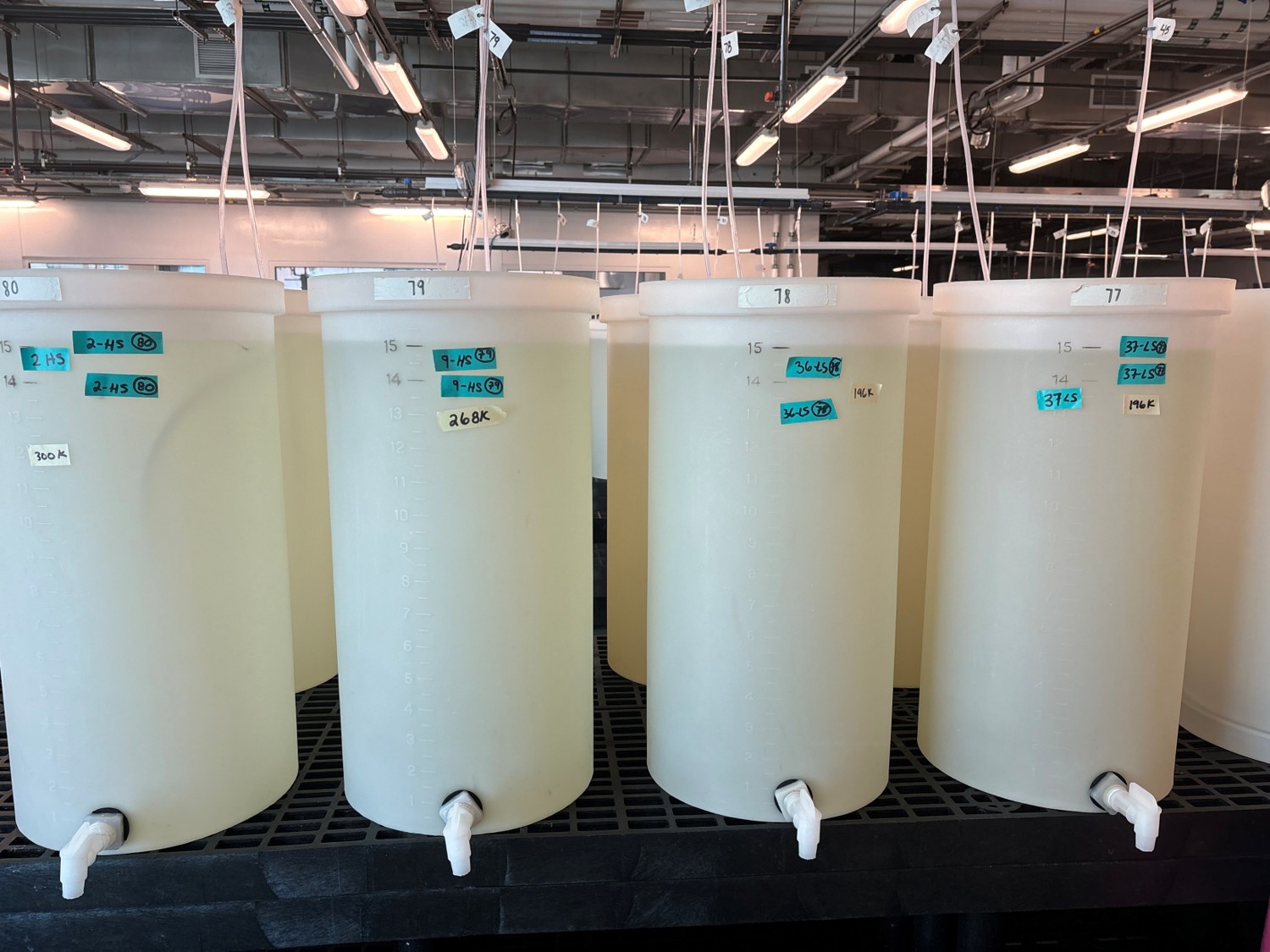 A row of four larval tanks. Each tank holds a geneticially distinct larval culture and is utually marked with the culture name and a larval count