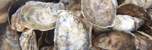 VIMS Oysters