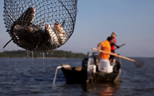 Blue catfish in a dip net and two individuals on a boat holding nets in a blurred background.