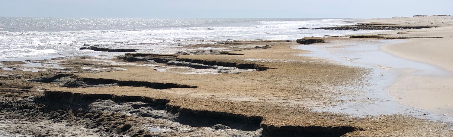 Beachfront of Metompkin Island showing exposed backbarrier peat formations