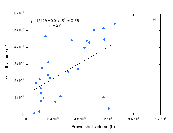 Brown Shell Volume