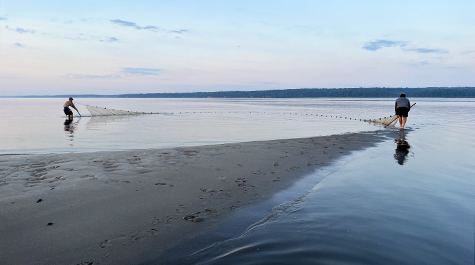 Two scientists pull a seine net in the York River