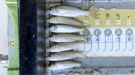 Various sized young-of-the-year (YOY) Striped Bass (Morone saxatilis) lay on a board, waiting to be measured