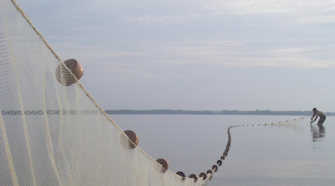 Seining on the Rappahannock River