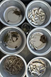 An overhead view of a freshly sorted trawl catch in pans, waiting to be measured.