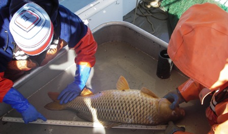 Scientists measuring a carp (Cyprinus carpio) with a meter stick
